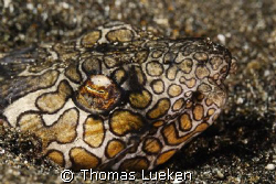 found in Lembeh; D200 by Thomas Lueken 